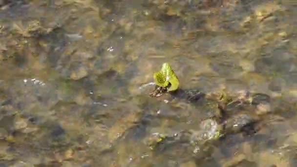Butterbur