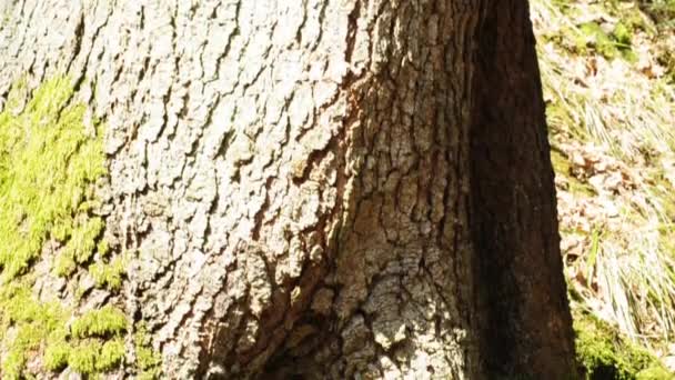 Belén en un árbol — Vídeo de stock