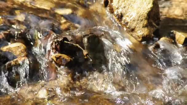 Bach mit sauberem Wasser — Stockvideo