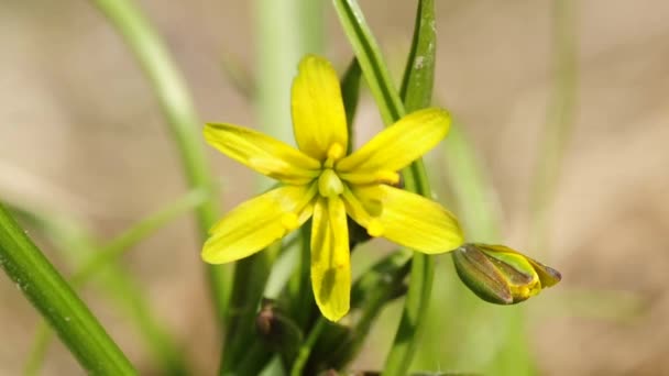 Gagea lutea — Stok video