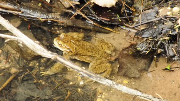 Crapaud commun 
