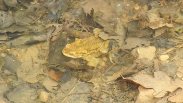 Crapaud commun 