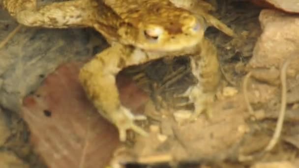 Crapaud commun 