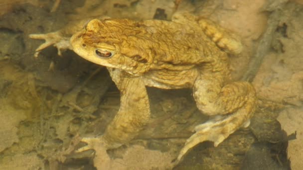 Common toad — Stock Video