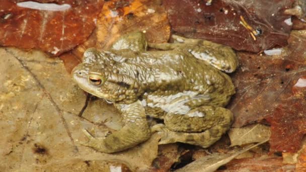 Crapaud commun 