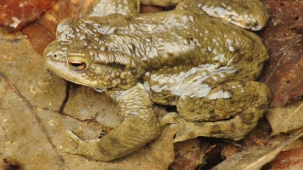 Common toad — Stock Video