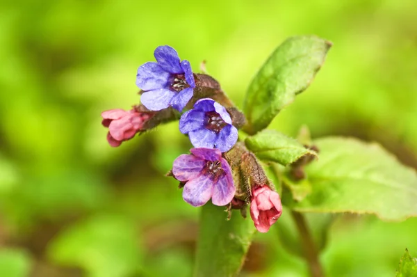 Lungwort — 스톡 사진