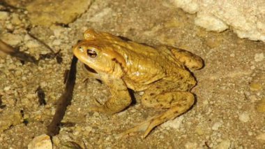 ortak kurbağa