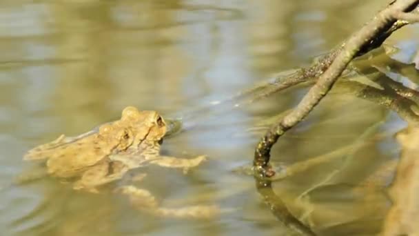 Žáby v rybníce — Stock video