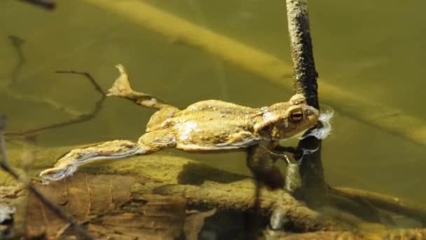 Common toad — Stock Video