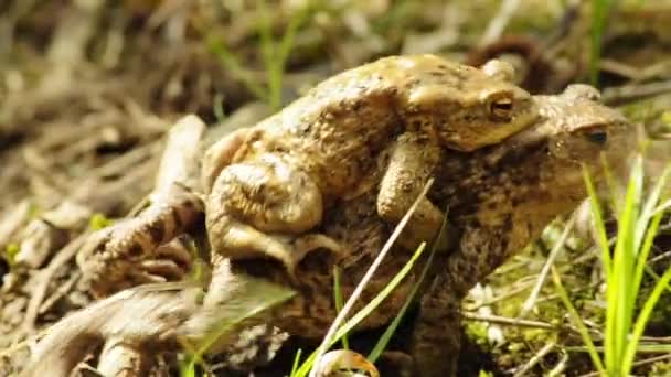 Toad met haar partner op de achterkant — Stockvideo