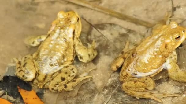 Crapaud commun pendant la reproduction — Video