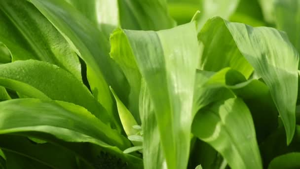 Wild garlic — Stock Video