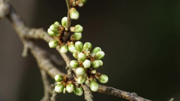 Espino negro con flor — Vídeos de Stock