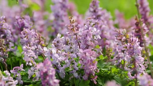 Corydalis — Vídeos de Stock