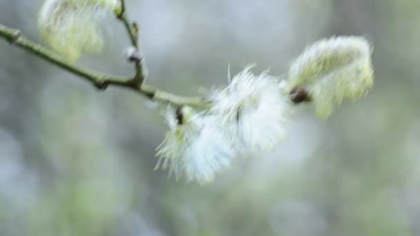 Willow blossom — Stockvideo