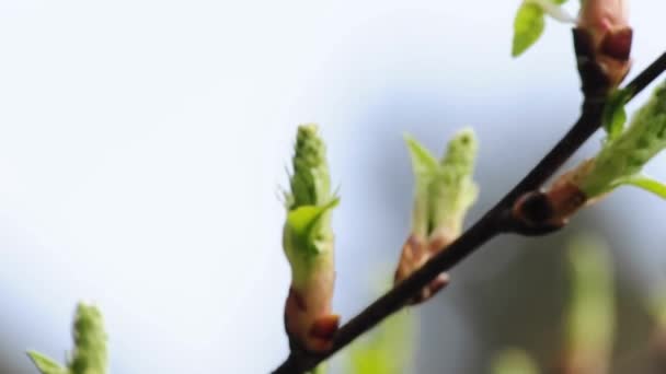 芽在春天 — 图库视频影像