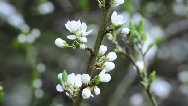 Aubépine 