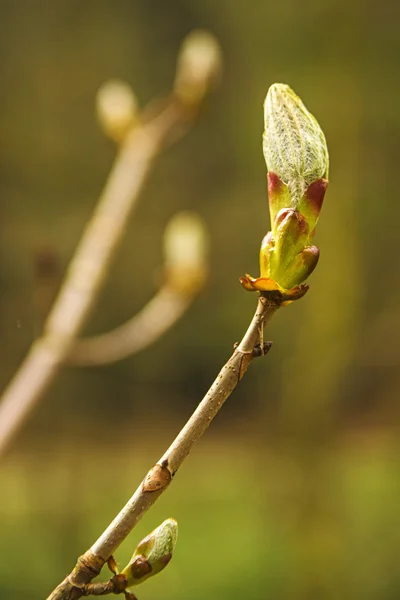 Maple bud in spring — Stock Photo, Image