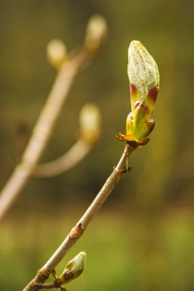 Broto de bordo na primavera — Fotografia de Stock