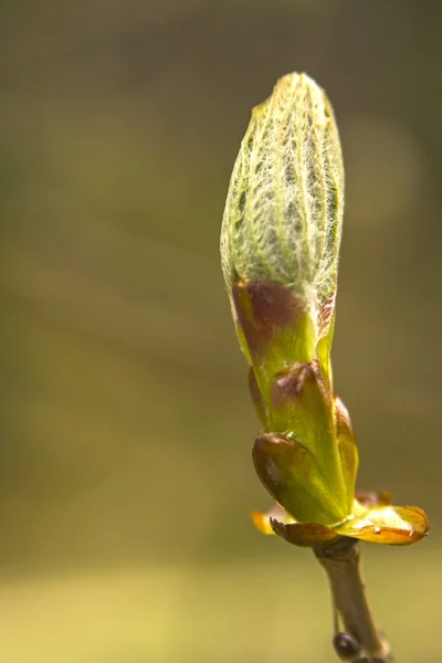 Lönn bud under våren — Stockfoto