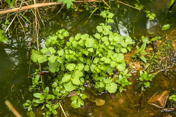 유채과 야채 물, 한 련 officinale — 스톡 사진