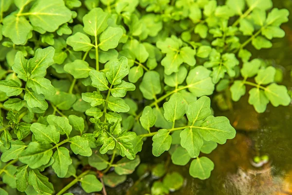 Water tuinkers, nasturtium officinale — Stockfoto