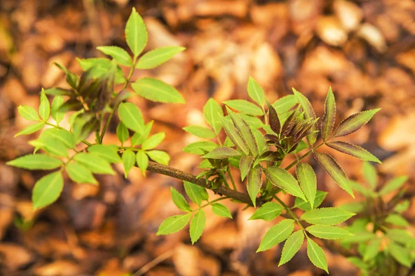 Cespuglio di sambuco in primavera, Sambucus nigra — Foto Stock