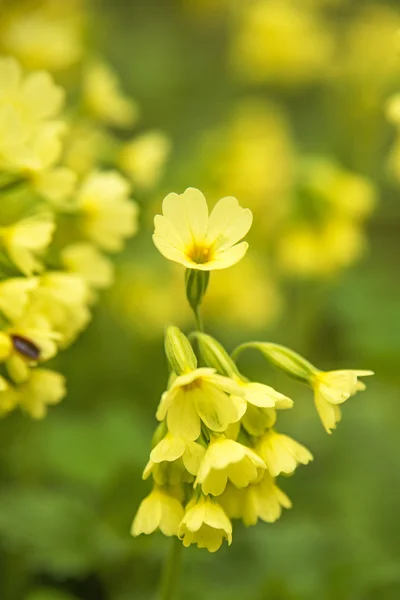 Oxlip, Primula elatior — Zdjęcie stockowe
