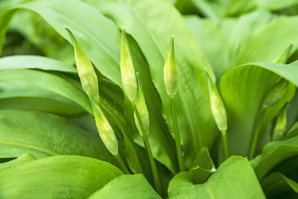 Wild garlic with bloom, Allium ursinum — Stock Photo, Image