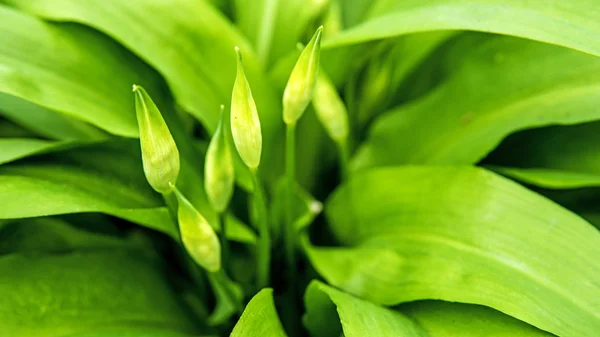 Aglio selvatico con fiore, Allium ursinum — Foto Stock