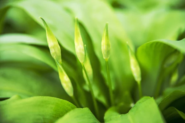 Wild garlic with bloom, Allium ursinum — Stock Photo, Image