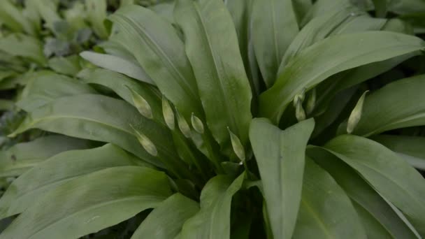 Wild garlic — Stock Video