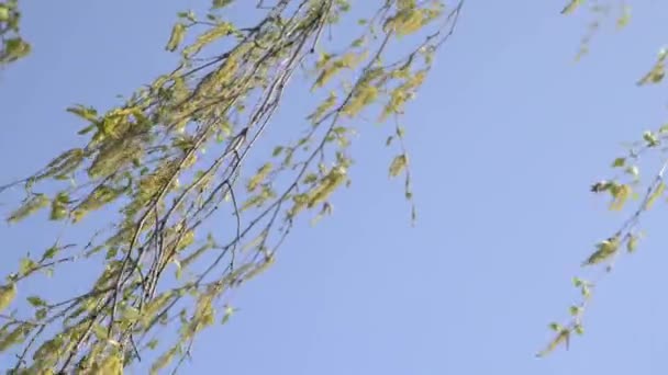 Birch tree blossom — Stock Video