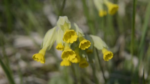 Cowslip — Stock Video