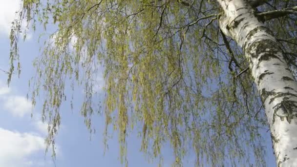 Birch tree blossom — Stock Video