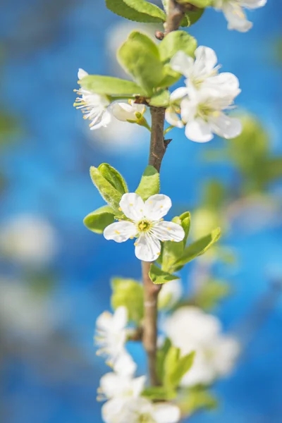 Svartthornblomst, Prunus spinosus – stockfoto