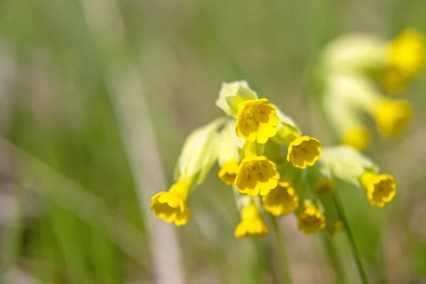 Veris-Primeln — Stockfoto