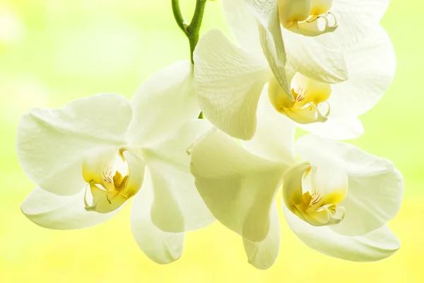 Floração da orquídea — Fotografia de Stock