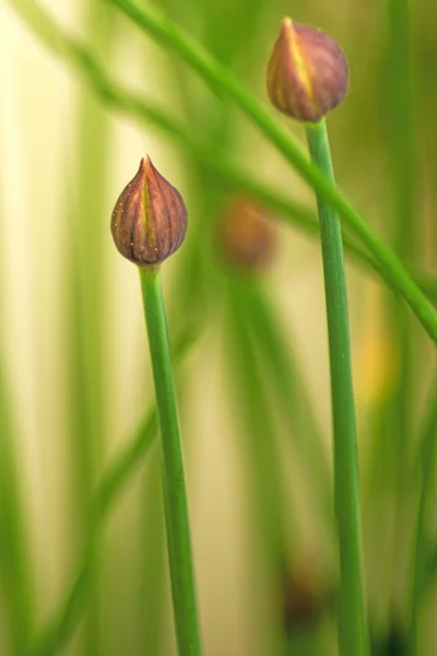 Chive blooming — Stock Photo, Image