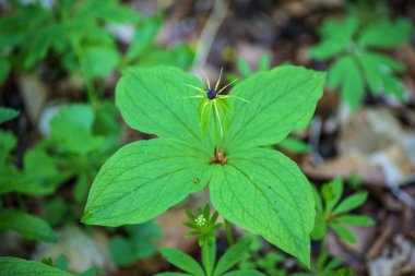 gerçek lover's knot, paris quadrifolia