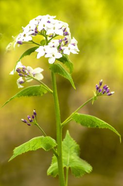 hesperis matronalis, Şam mor