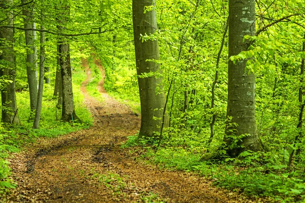 Forest in spring — Stock Photo, Image