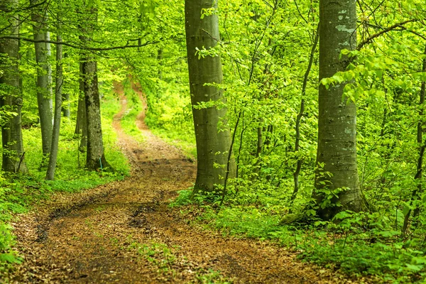 Bosque en primavera — Foto de Stock