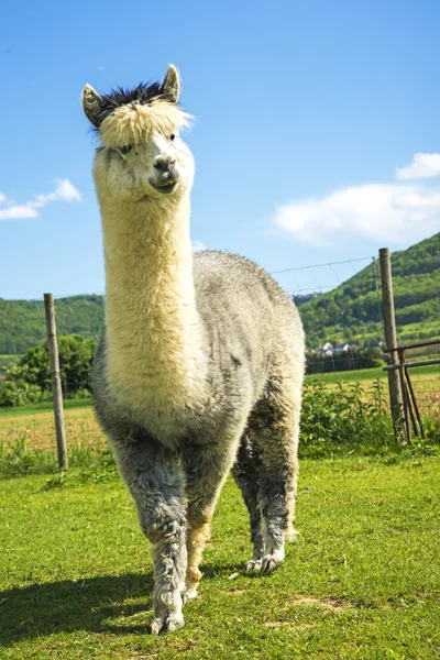 Alpaca arată curios — Fotografie, imagine de stoc