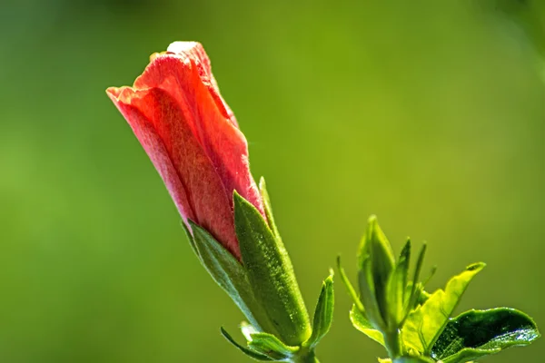 芙蓉花绽放 — 图库照片