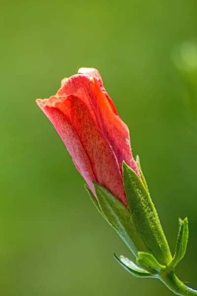 Hibiskus bloom — Zdjęcie stockowe