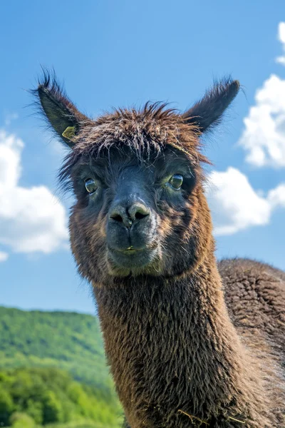 Alpaca buscando curioso — Foto de Stock