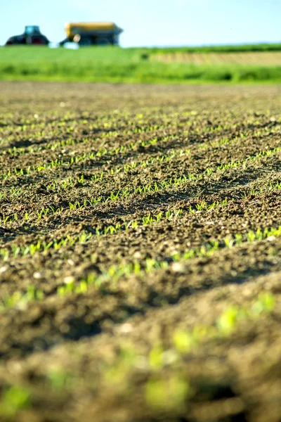Corn seedlings — Stock Photo, Image