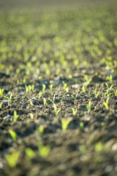 Corn seedlings — Stock Photo, Image